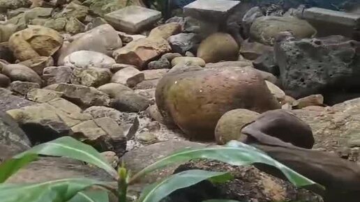 Fe no3 3 koh. Fe no3 koh fe oh 3 kno3 ионное уравнение. Koh fe no3. Koh fe no3. Сокращенные ионные уравнения.