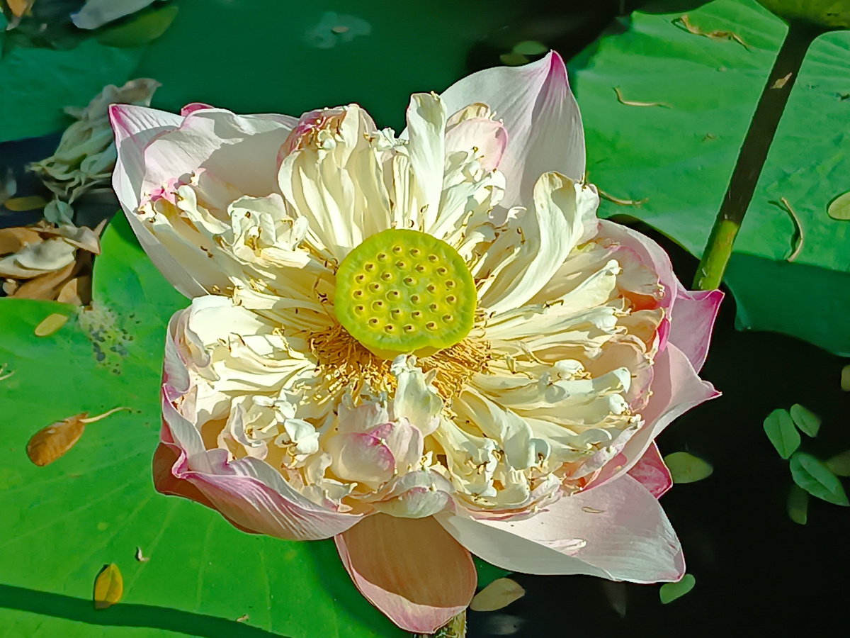 Цветущий лотос