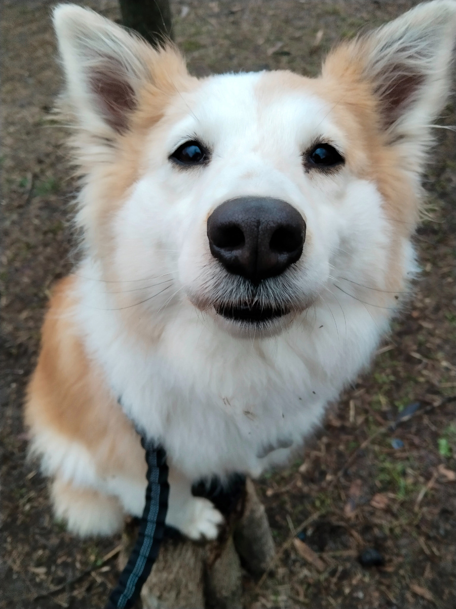 Моя Свиша - заядлая трюковая собака. Знает более 40 трюков и команд. Да-да, небольшой спойлер 😄