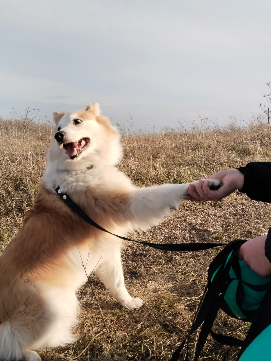 Свиша даёт лапу. Это самый простой трюк. 