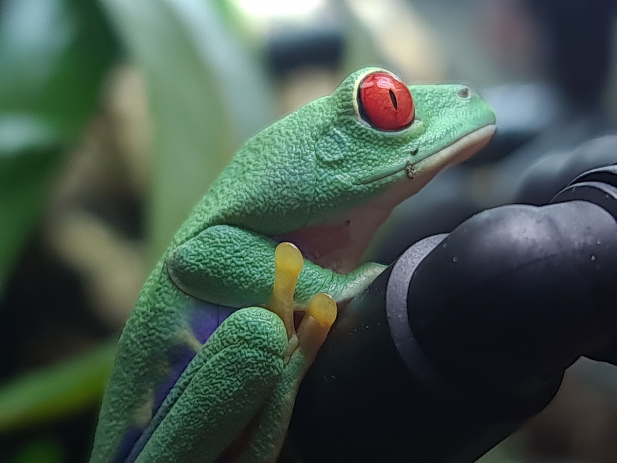 Красноглазая квакша