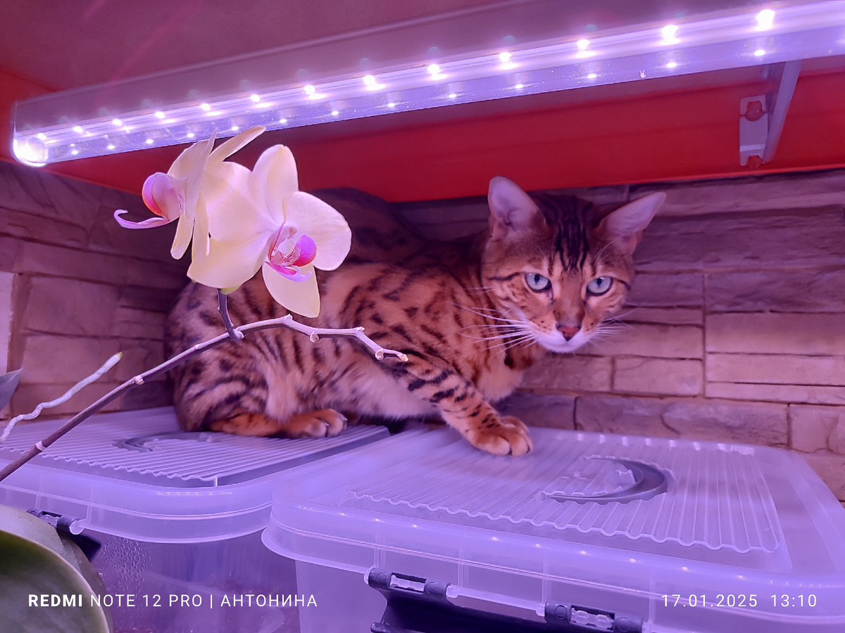 Котя Бирма охраняет мамины черенки. 