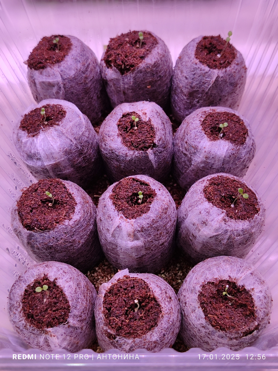 Всходы петунии.