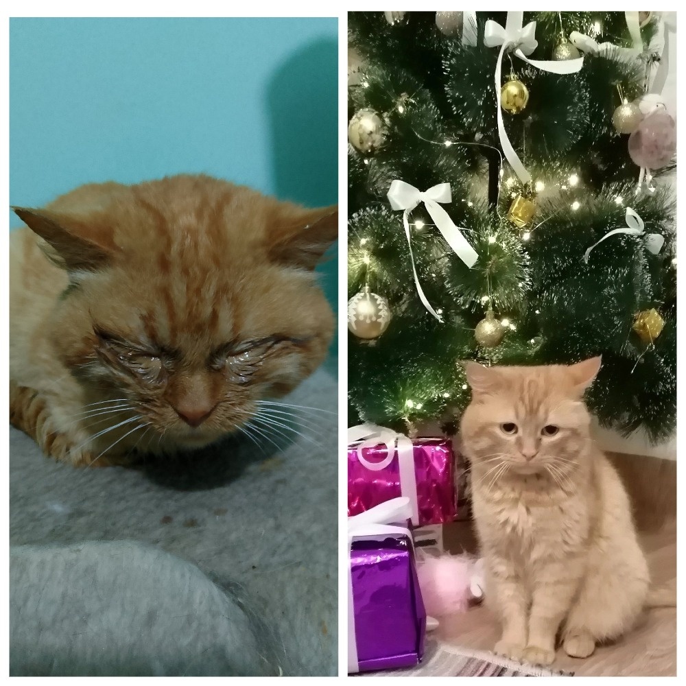 У Мажора появилась возможность ронять собственную ёлку благодаря вам