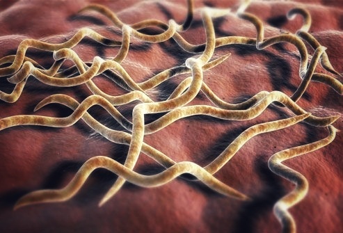 Внешний вид боррелии - возбудителя клещевого боррелиоза