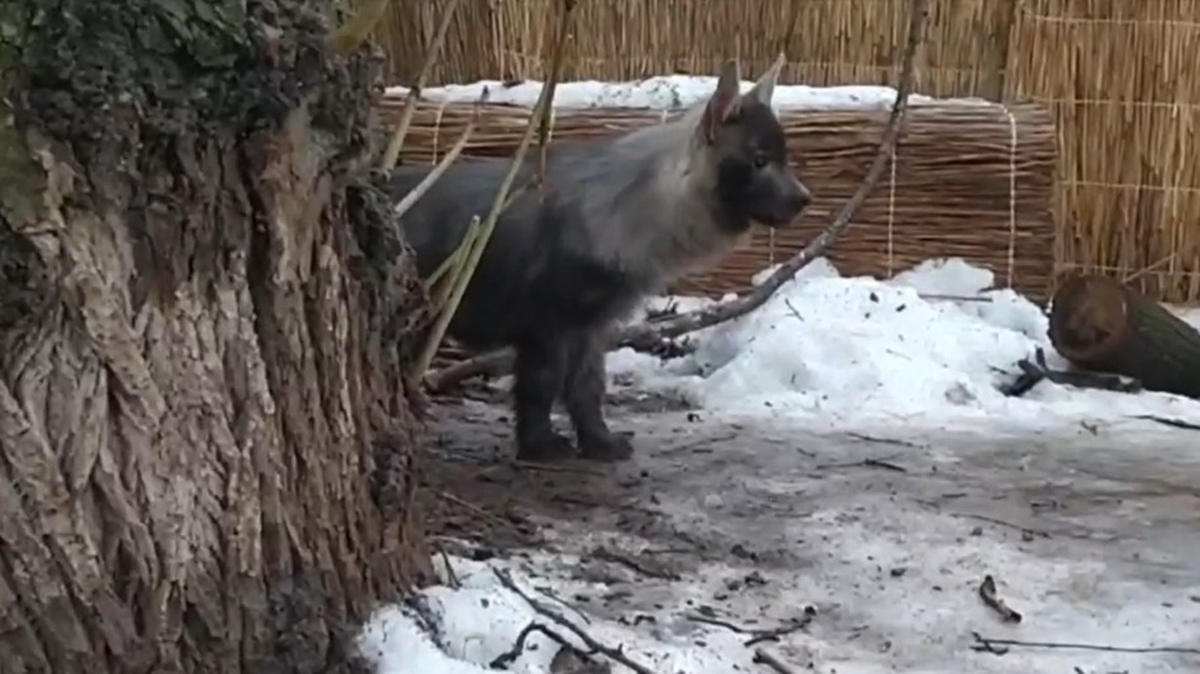    Фото: Telegram / Московский зоопарк