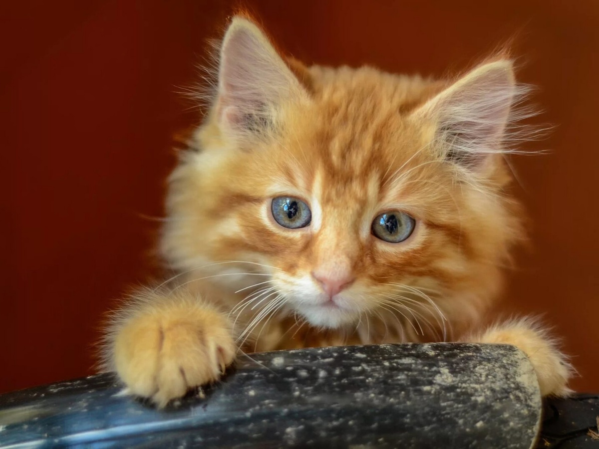 Источник фото: Яндекс картинки