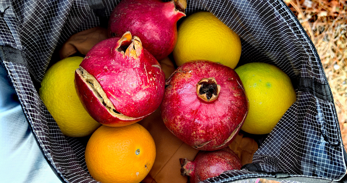 Почти каждый день похода мы собирали по несколько килограмм фруктов, выручал ролл-топ рюкзака