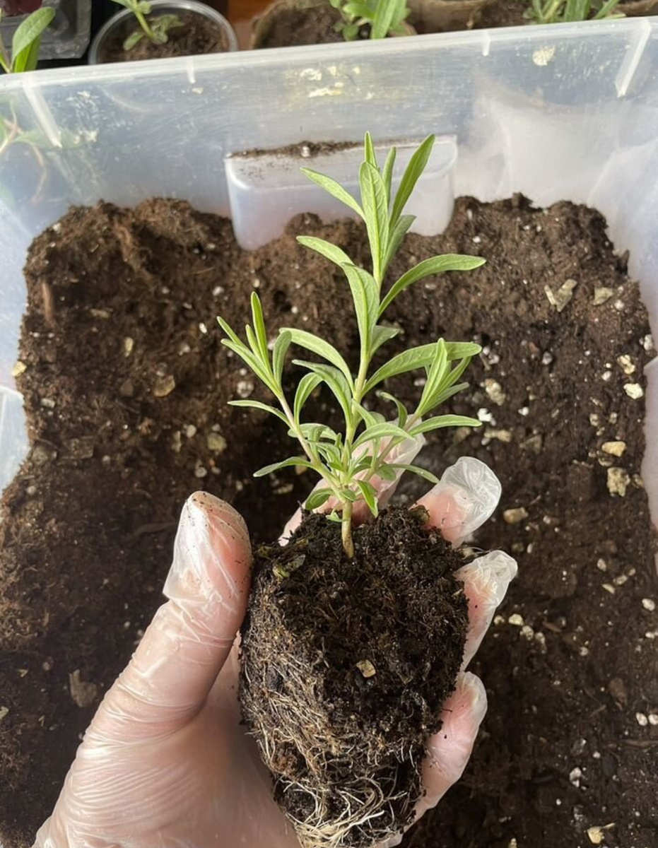 Рассада прошлого года