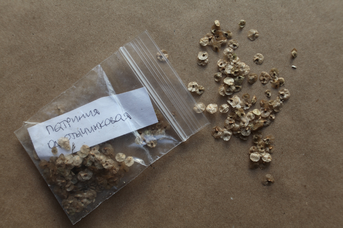 Семена патринии однотычинковой.