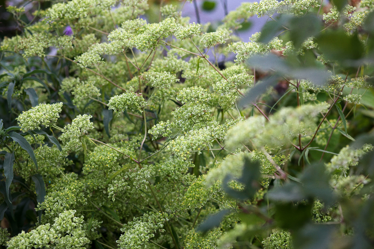 Патриния однотычинковая в цветнике.