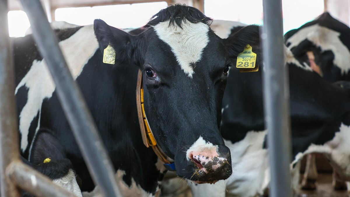    Фото: Shatokhina Natalia/globallookpress.com