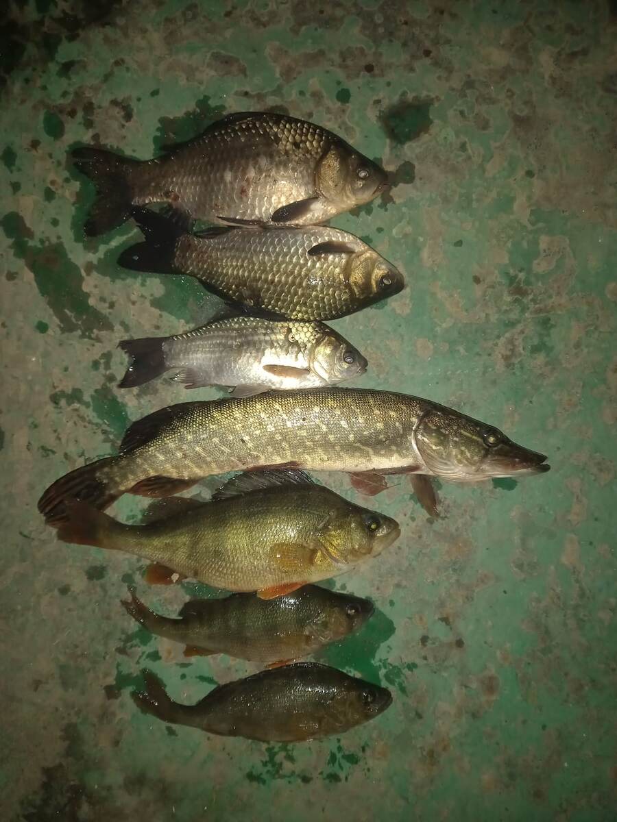 Улов не мой. Карась, лещ, щука, окунь.