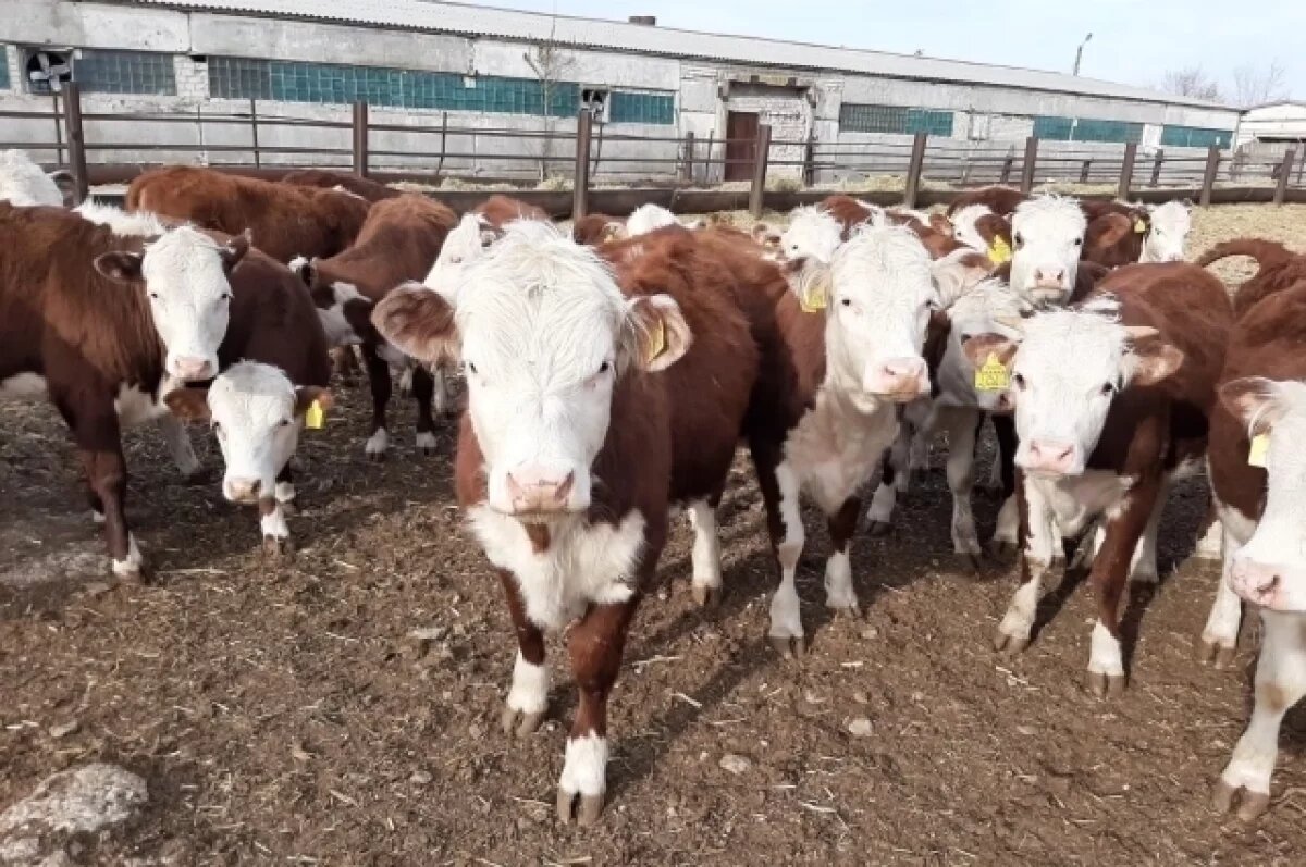    Россельхознадзор запретит ввоз животноводческой продукции из ЕС из-за ящура