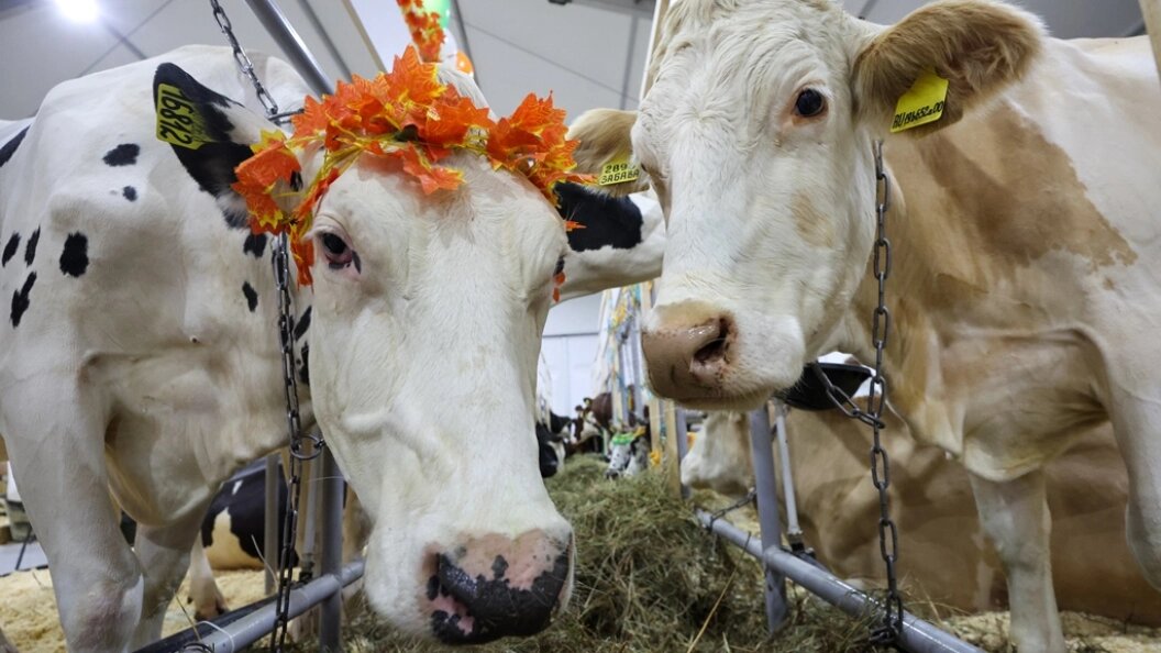    Фото: Belkin Alexey/news.ru/Globallookpress