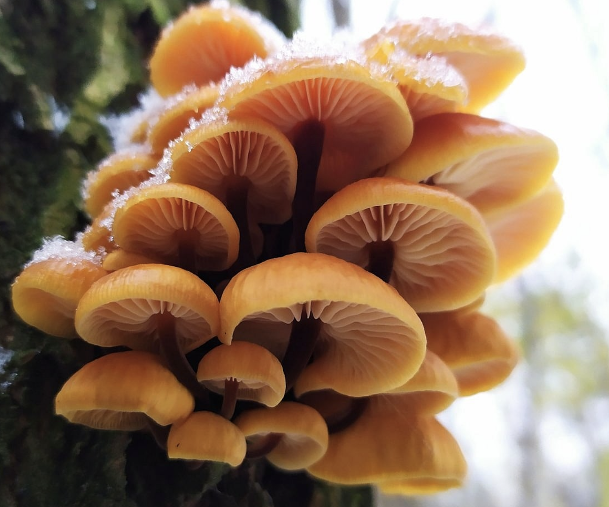 Фламмулина бархатистоножковая