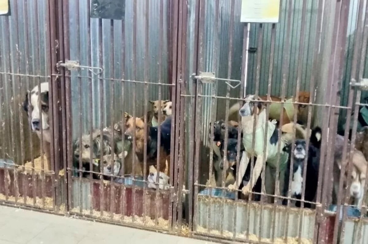    По закону даже на одну собаку теперь нужны огромные площади, но у приютов нет таких возможностей.