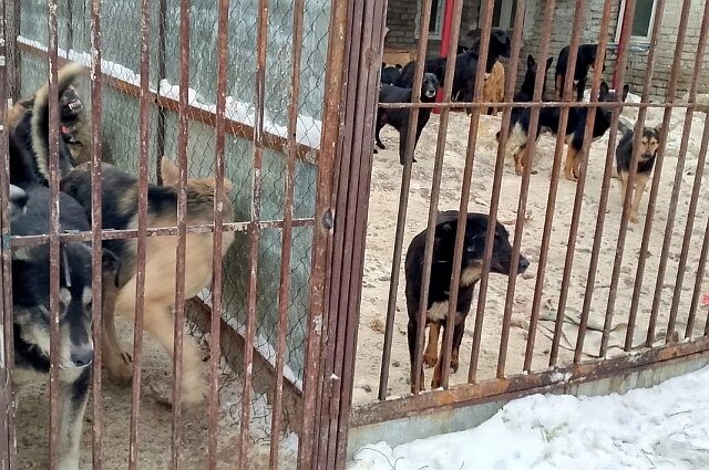    Фото:  АиФ/ Елена Евтеева