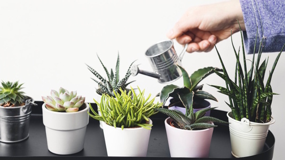    Как спасти залитый суккулент: пошаговый план действий Алина Городниченко