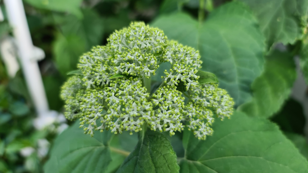 24 июня. Бутоны скоро раскроются