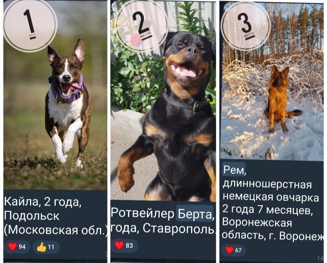 Итоги конкурса.