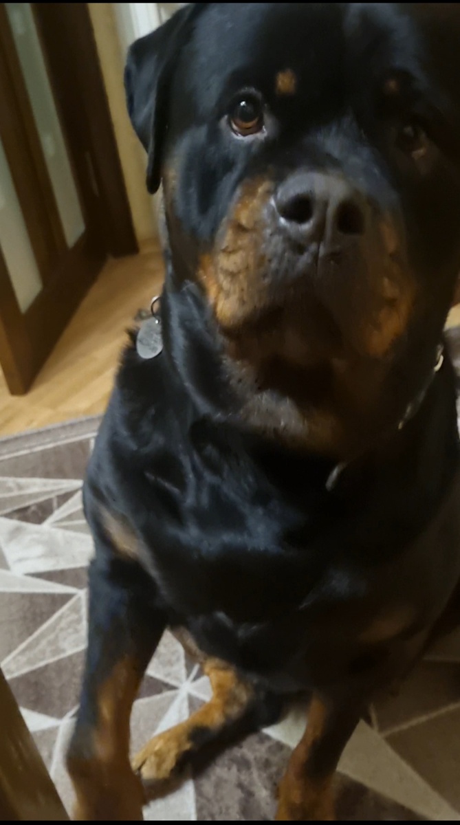 Я не игрушка.