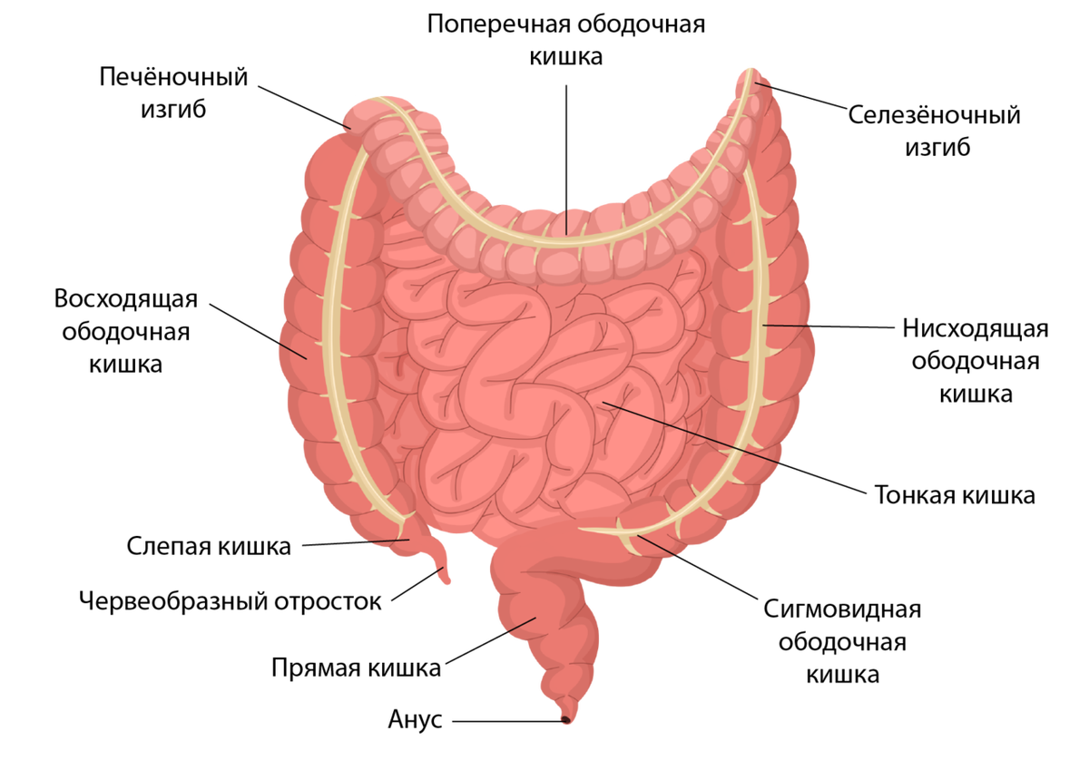 фото источник https://foxford.ru/wiki/biologiya/stroenie-organov-pischevaritelnoy-sistemy-cheloveka?utm_referrer=https%3A%2F%2Fyandex.ru%2F
