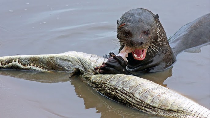Гигантские выдры могут охотиться на небольших крокодилов. Устрашающее зрелище. Фото из интернета
