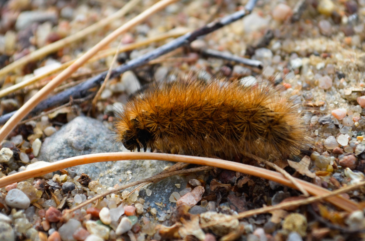 По сути, бабочка гинефора застряла в теле гусеницы, поскольку проводит так большую часть своей жизни. Фото из Интернета