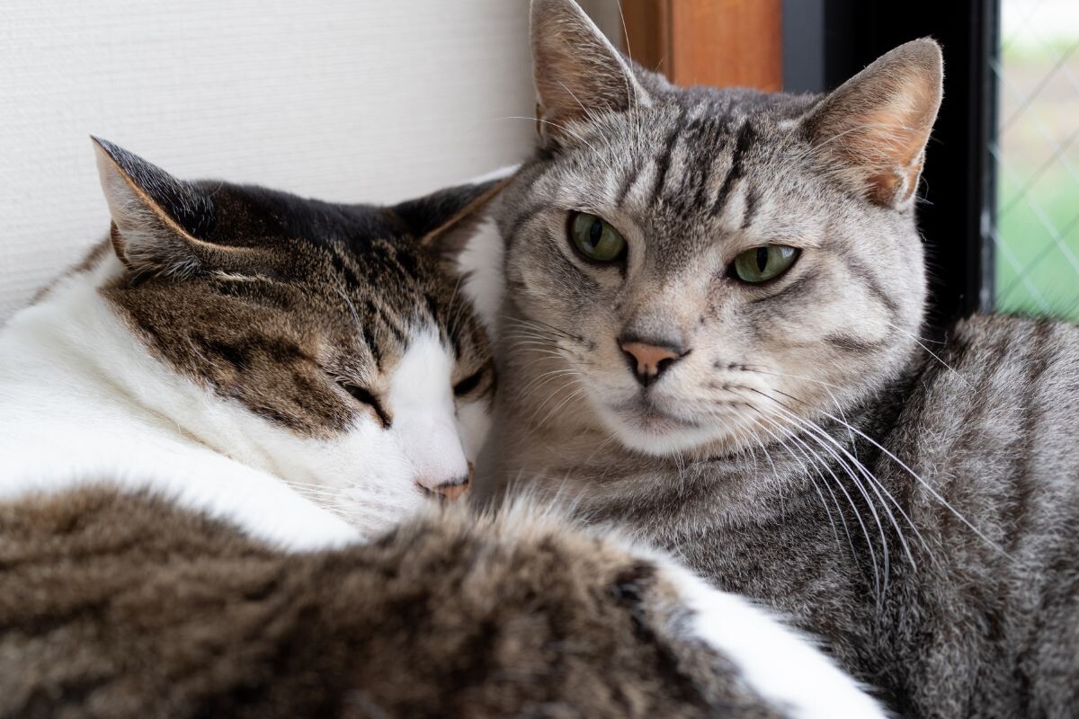 Бывает ли у котов и кошек аллергия на своих сородичей