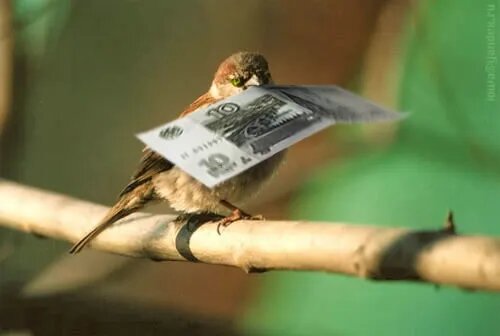 Птичка. Говорит: "Тут такое дело, у нас опять месяц английского в школе не будет...." Источник картинки: avito.ru