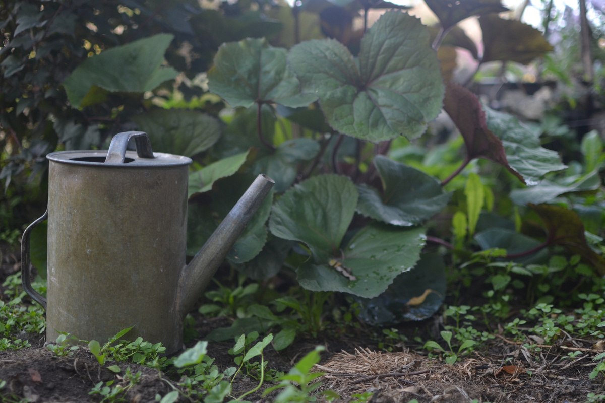 Не такая изящная, но похожая лейка у меня в хозяйстве тоже имеется