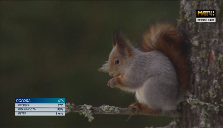 Скрин трансляции. Белочка пришла. 