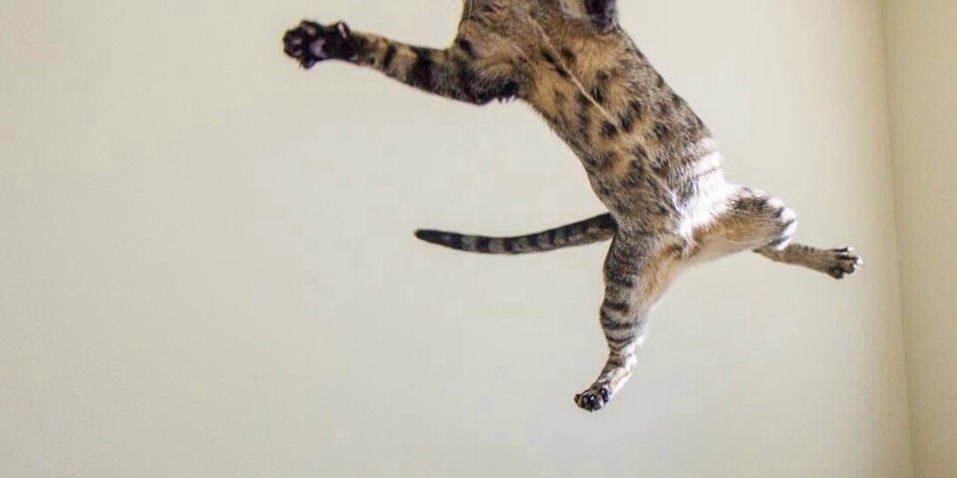 Как справиться с разрушительным поведением у кошек?