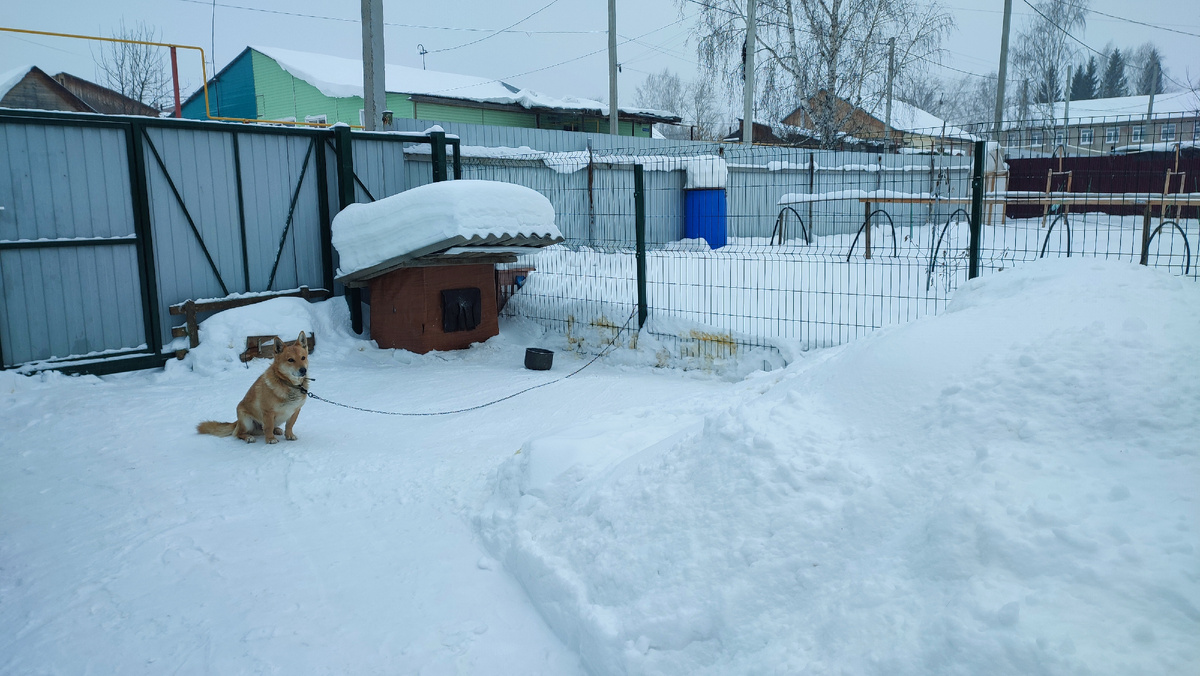 Почистила снег. Малыш дождался, когда я закончу и вышел из будки