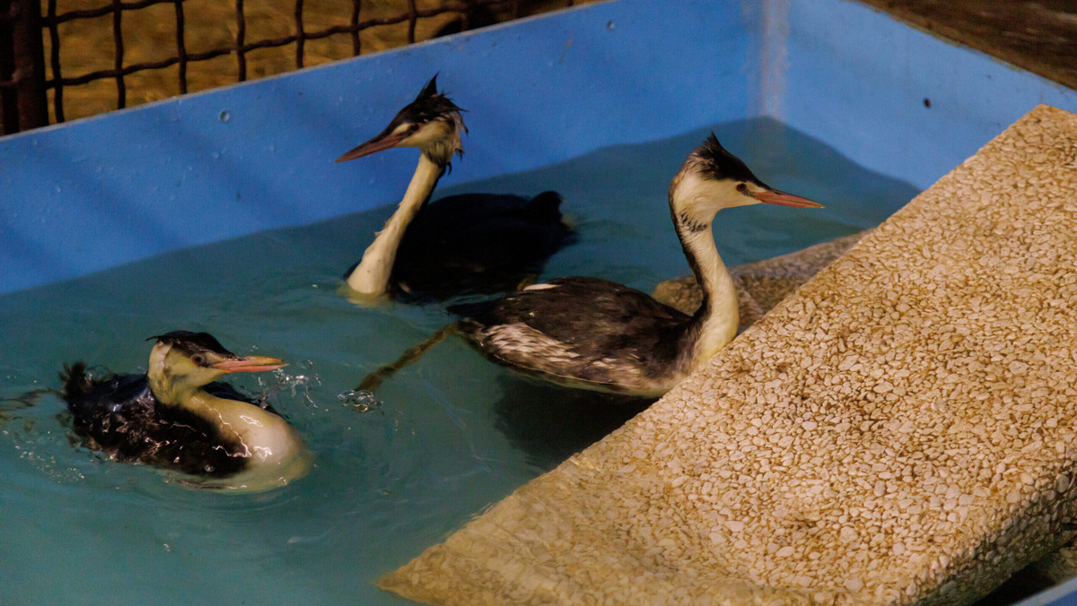    Волонтёры отмывают и лечат птиц. Фото: Штаб #МЫВМЕСТЕ