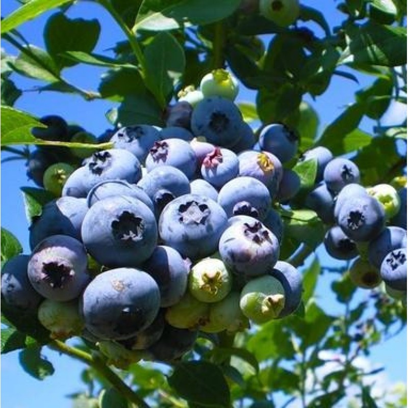 Один из самых популярных ранних сортов. Он отличается высокой урожайностью и крупными ягодами с отличным вкусом. Этот сорт отлично подойдёт для региона с тёплым климатом.