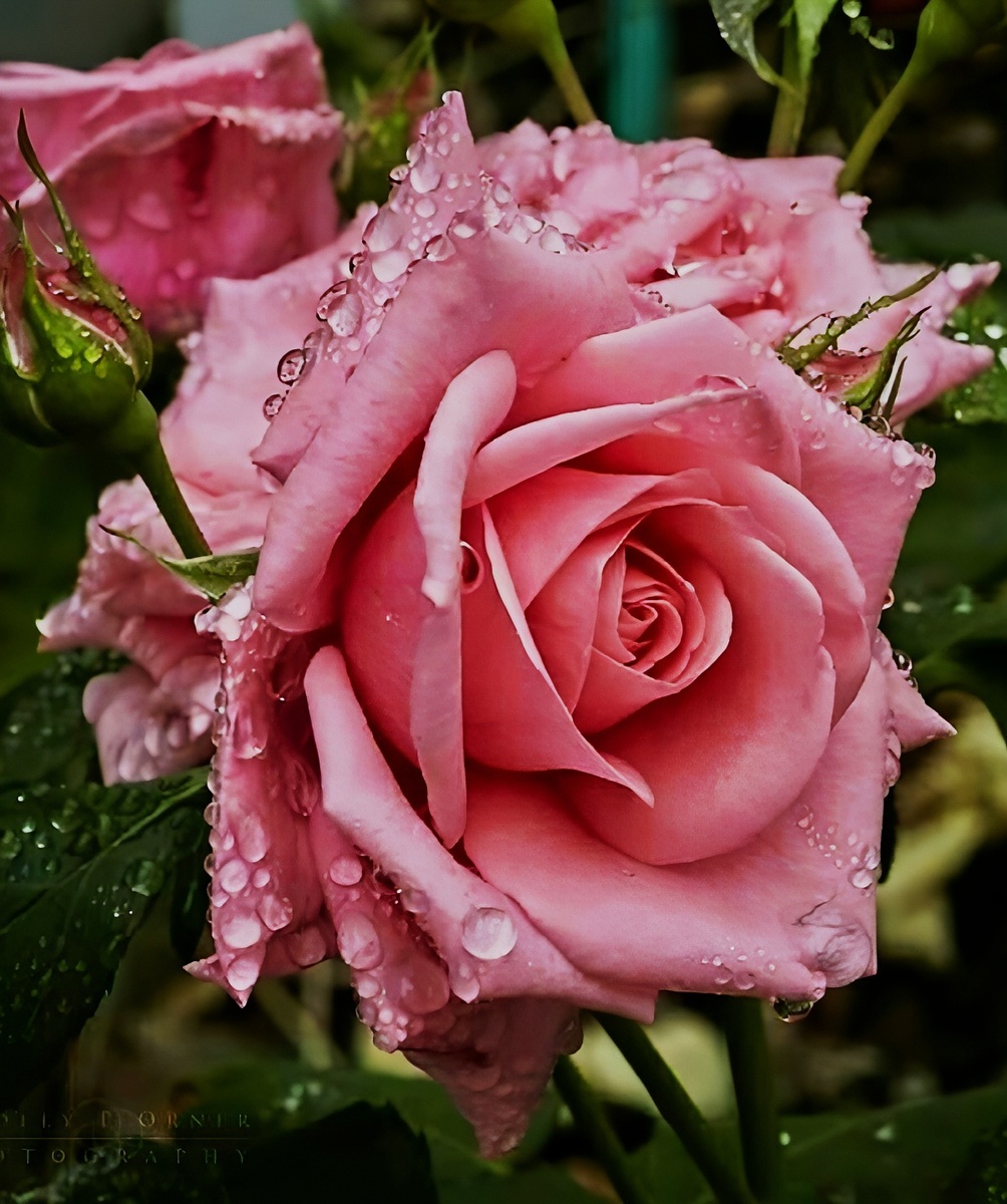 «Как будто розы опадают...»