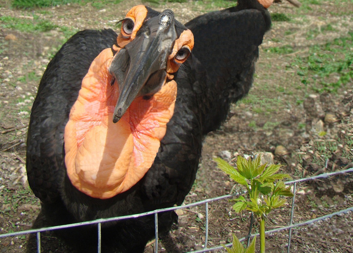 Слущаю внимательно. Мои уши - ваши уши