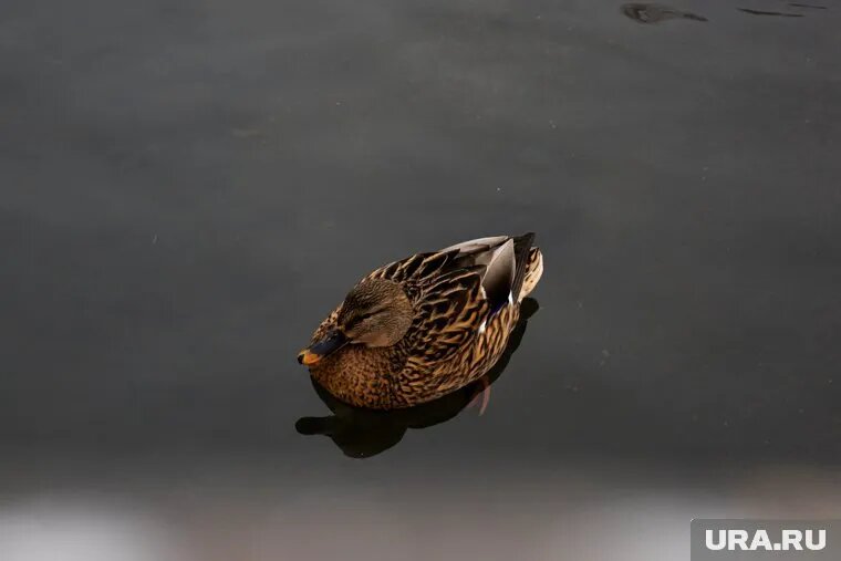 Тушки начали находить спустя пару дней после выпуска птиц на свободу. Фото: Анастасия Соргина © URA.RU