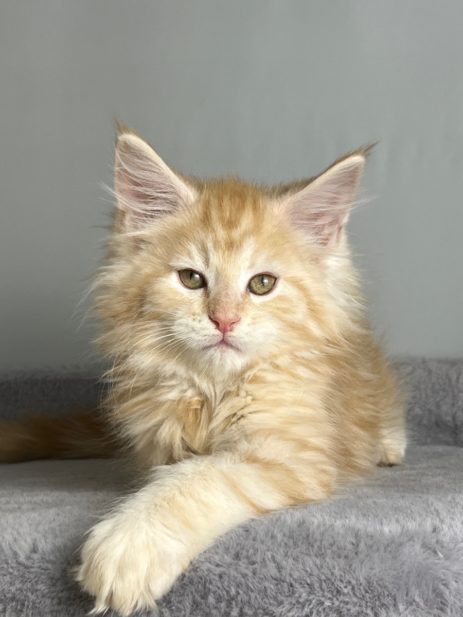 Это же надо быть таким харизматичным, брутальным маленьким котенком породы МейнКун   