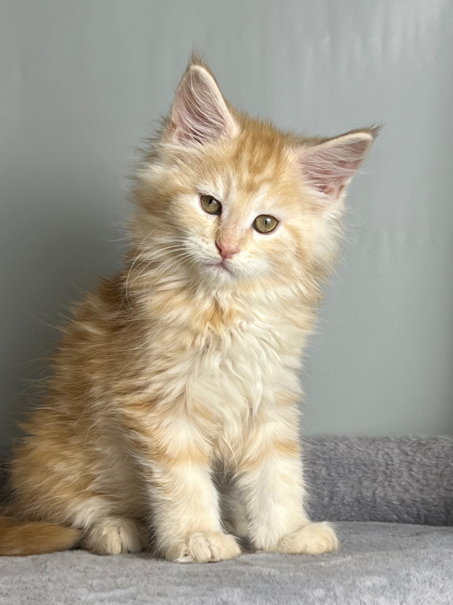 Взгляд на миллион $,  этот малый знает себе цену.