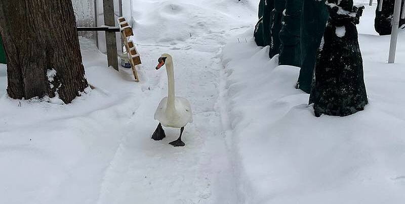 фото взято с сайта газеты "Рыбинские известия"