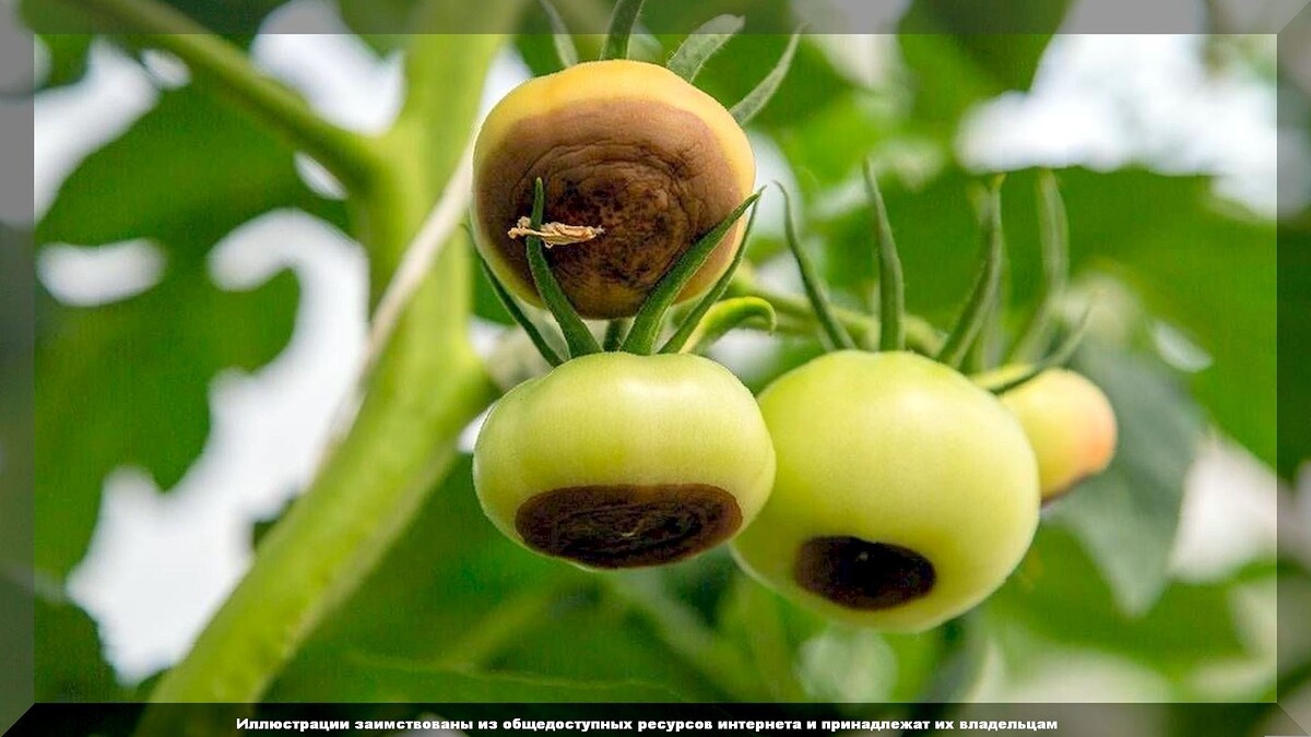 Вершинная гниль