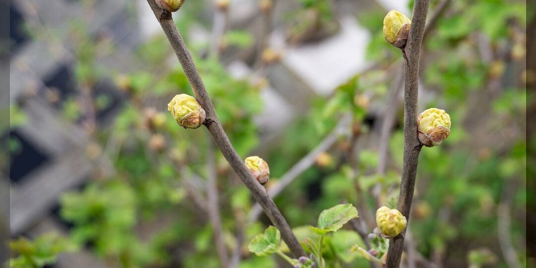 Как вырастить сад мечты: важные работы в плодовом саду в вопросах и ответах. Часть 1