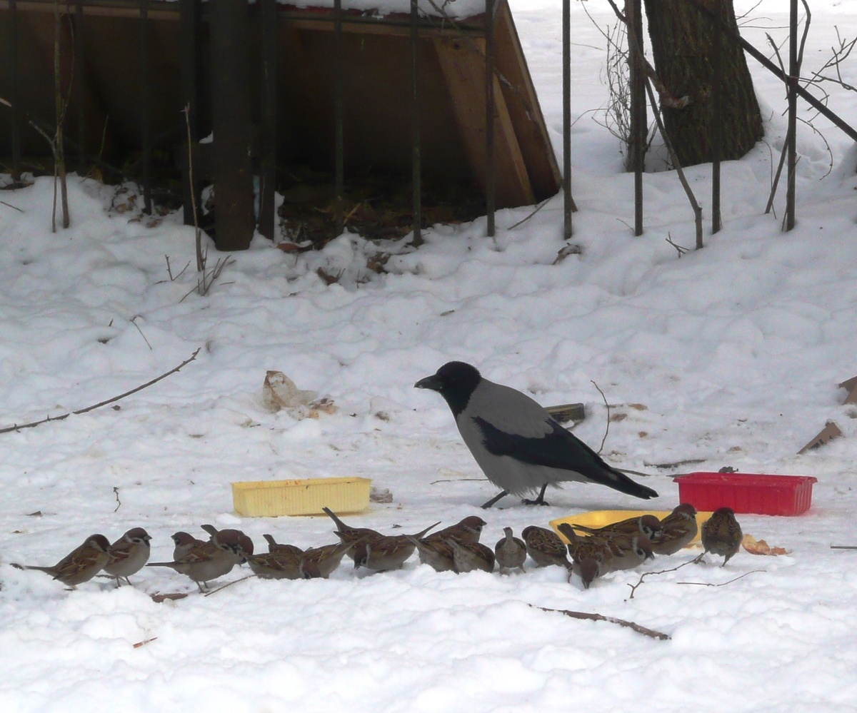 Воробьи и ворона в природе вряд ли кормились бы рядом. На помойке это обычная картина. 
