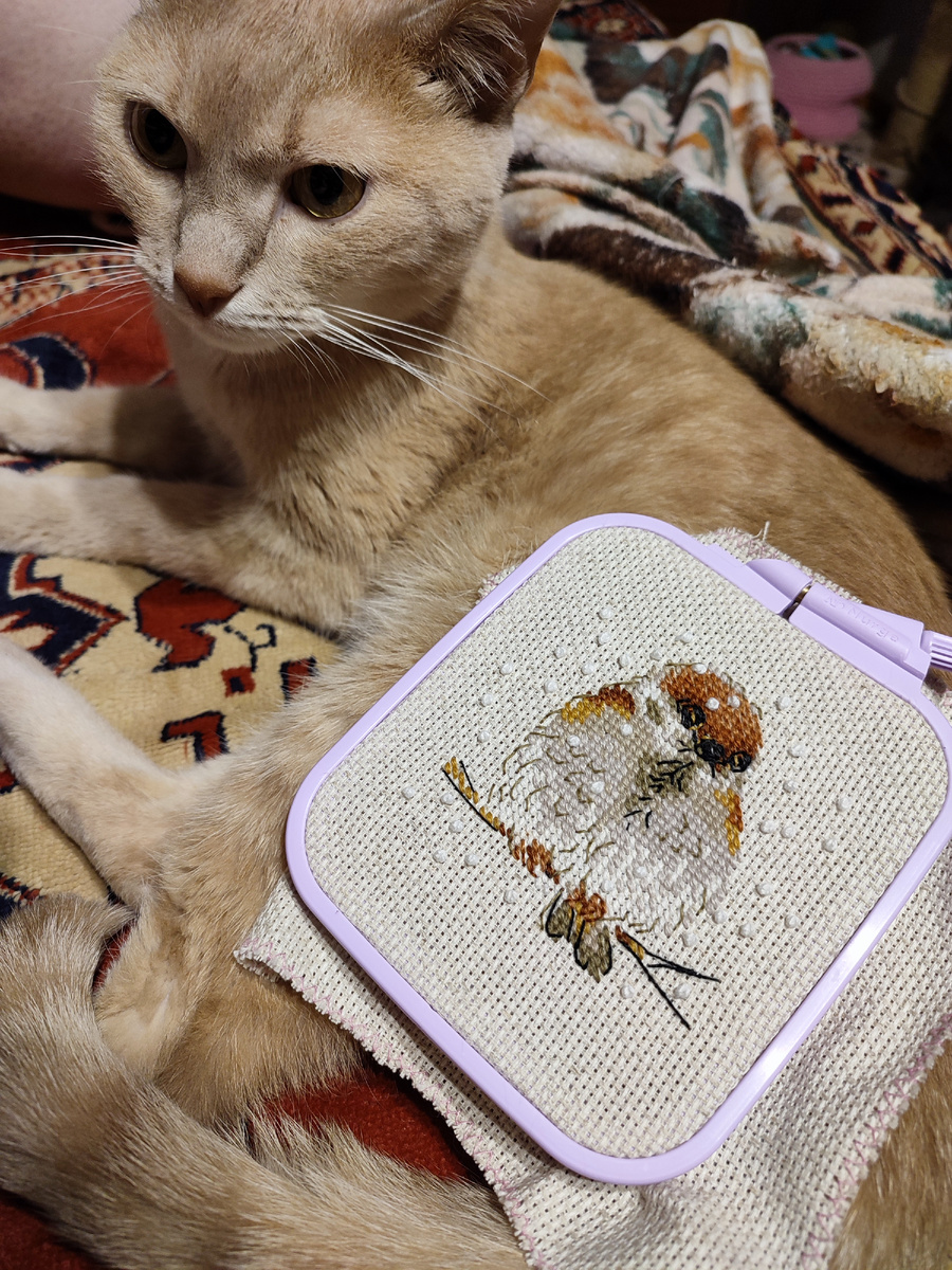 Персик в роли котофона