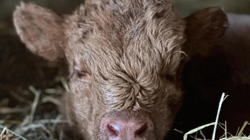     В барнаульском зоопарке случилось пополнение перед Новым годом Барнаульский зоопарк