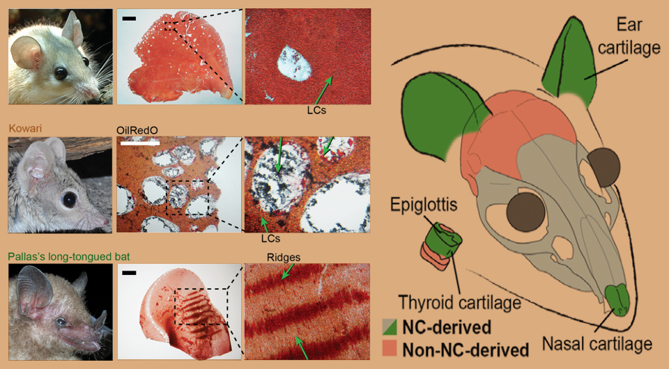   N + 1; Ramos Raul et al. / Science, 2025.