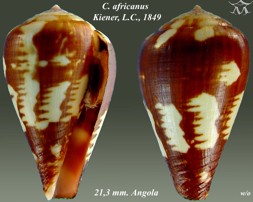 Африканский конус (Conus africanus)